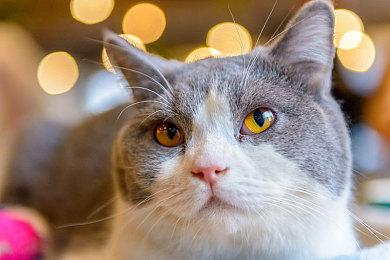 《瘟疫传说：安魂曲》开发商招兵买马筹备新作开发